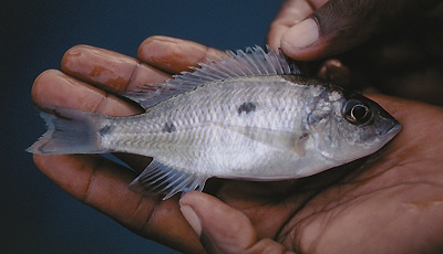 Otopharynx ovatus 'Mumbo Island'